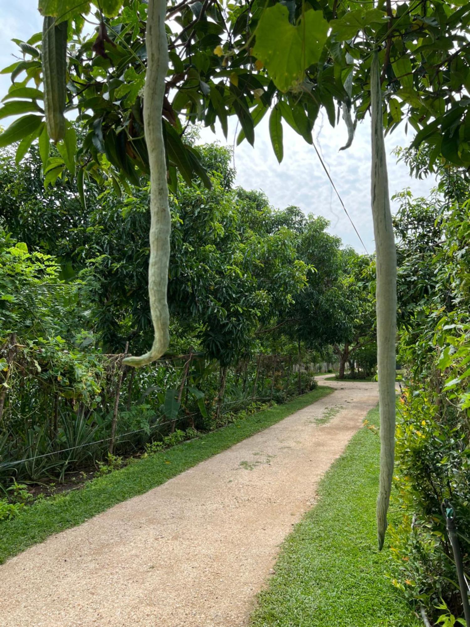 Sayon River Cottage & Eco Garden Monaragala Bagian luar foto