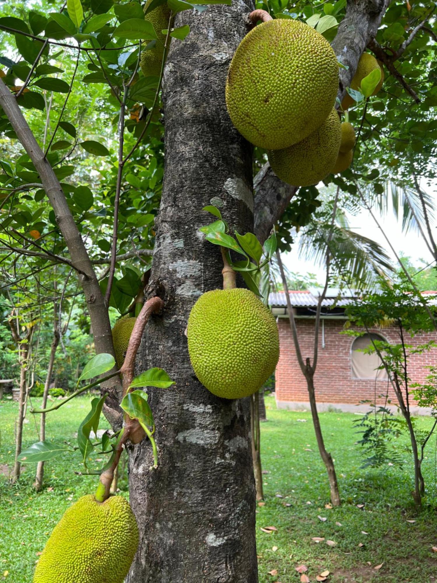 Sayon River Cottage & Eco Garden Monaragala Bagian luar foto