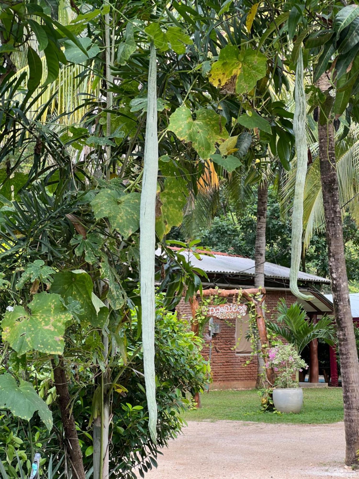 Sayon River Cottage & Eco Garden Monaragala Bagian luar foto